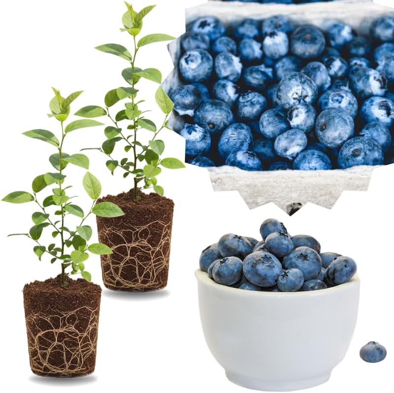 2 Highbush Blueberry Live Plants, High Yield Berry Bush, 4-7 Inch Tall by GardenNurserySince1996