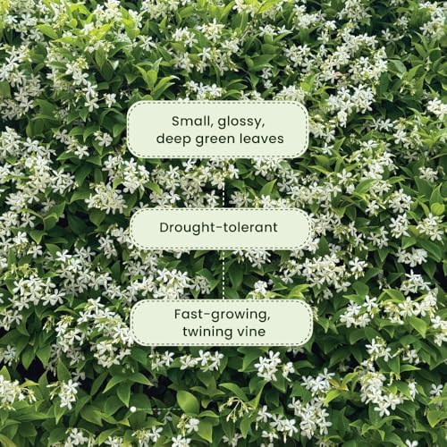 American Plant Exchange Live Confederate Jasmine – 6-Inch Pot – Fragrant Flowering Vine with Glossy Green Leaves, Easy Care Outdoor Plant for Patios, Trellises, Gardens & Landscape Décor - Image 5