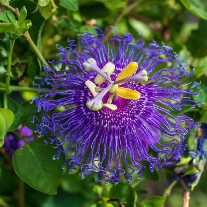 Deep Purple Passion Flower Live Plant, Passiflora Trellis Vine, 4-8 Inches - Image 4