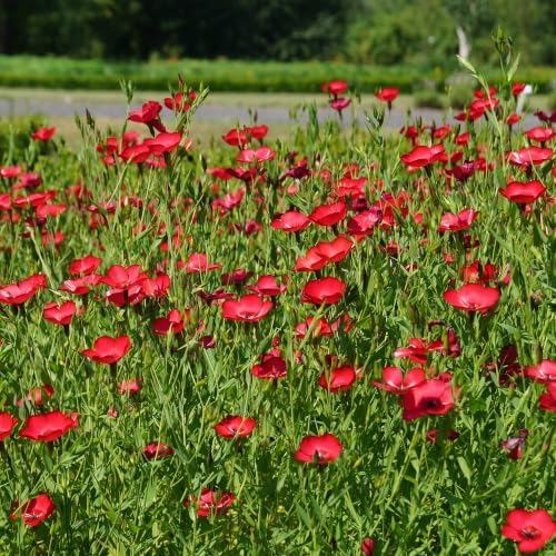 Outsidepride Scarlet Flax Seeds - 5000 Pcs Annual Flower Seeds for Planting, Self-Seeding, Drought-Tolerant w/Compact Growth, for Small Gardens, Meadows, Borders, or Mass Plantings by Outsidepride