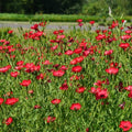 Outsidepride Scarlet Flax Seeds - 5000 Pcs Annual Flower Seeds for Planting, Self-Seeding, Drought-Tolerant w/Compact Growth, for Small Gardens, Meadows, Borders, or Mass Plantings by Outsidepride