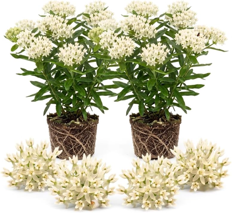 2 White Milkweed Live Plants, 3-6 Inch Tall by Unknown
