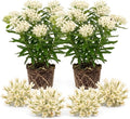 2 White Milkweed Live Plants, 3-6 Inch Tall by Unknown