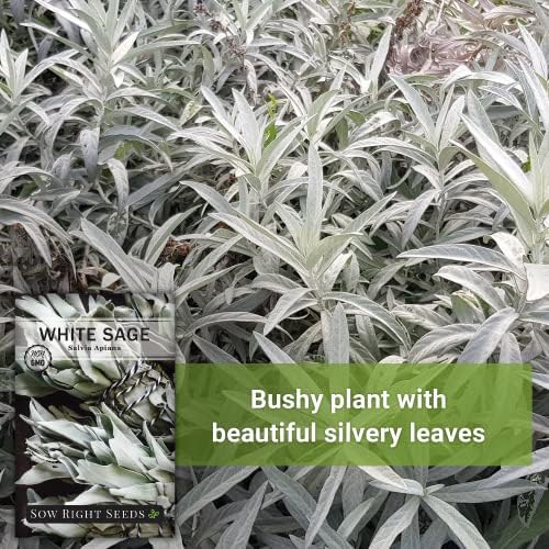Sow Right Seeds - White Sage Seed for Planting Perennial Medicinal Herb 3pk - Image 3
