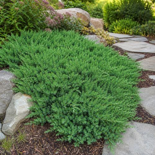 Blue Pacific Shore Juniper | 10 Quart Size Plants | Juniperus Conferta | Evergreen Ground Cover, Hardy Coastal Landscaping, Low Maintenance Shrub, Drought Tolerant, Spreading Growth - Image 4