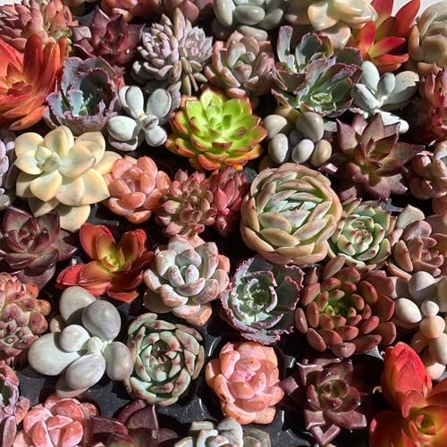 Mix DIY Rare Live Succulent Plants, 0.5-1,5" Random Mystery Bulk Succulent Live Plant, Without Pot & Soil, 12/24/100 Pcs, Garden Indoor Office Desk Decoration, Plant Gifts (24) - Image 3