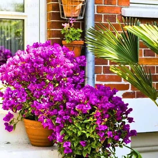Purple Bougainvillea Plants - Live Bougainvillea Glabra Lilac Plants – Pack of 2 – Vibrant Purple Blooms – Hardy Flowering Vine – Ideal for Containers & Trellises – Drought-Tolerant & Low Maintenance - Image 5