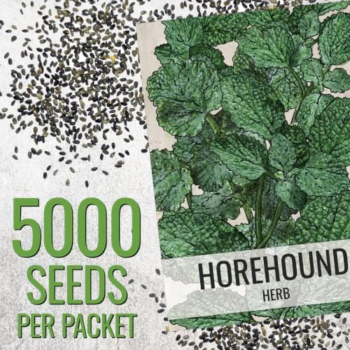 Seed Needs Horehound Seeds to Plant Non-GMO Heirloom Medicinal Herb XL Pack - Image 3