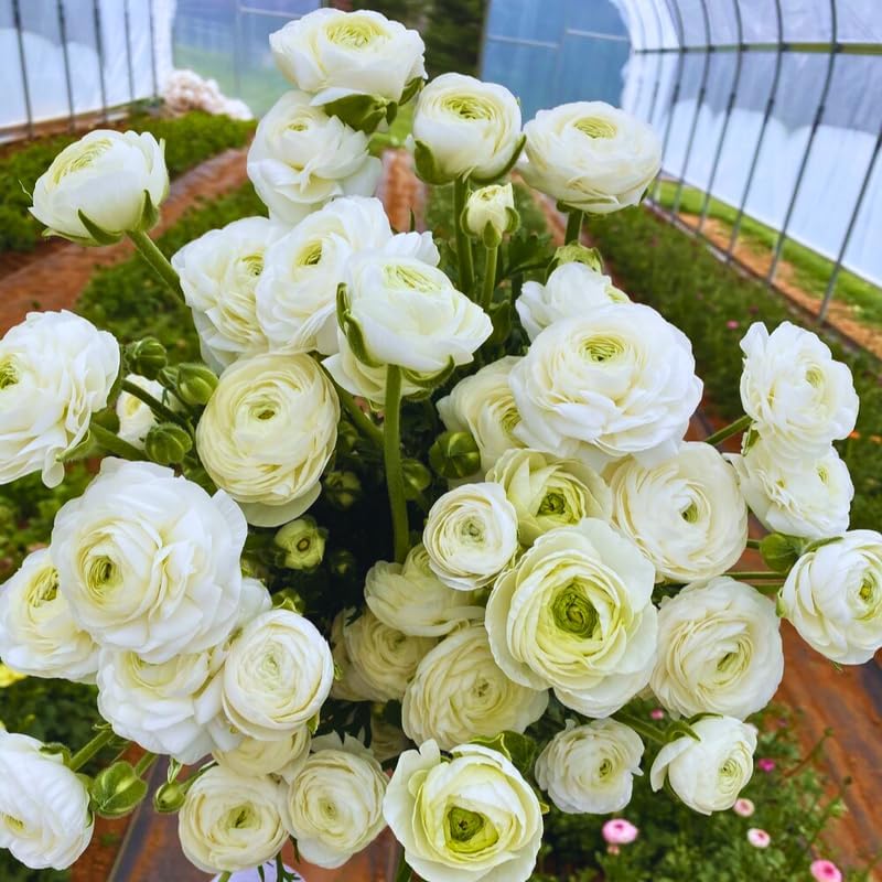 25 White Ranunculus Bulbs for Fall Planting, Ranunculus Flower Spring - Image 2