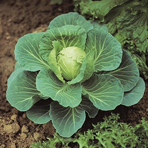 Kings Seeds - Cabbage Golden Acre - 500 Seeds by Unknown