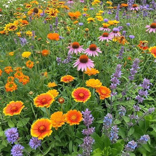 Ferry-Morse Honey Bee Bulk Wildflower Seeds, 440,000+, 1 lb by FerryMorse