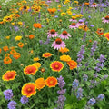 Ferry-Morse Honey Bee Bulk Wildflower Seeds, 440,000+, 1 lb by FerryMorse