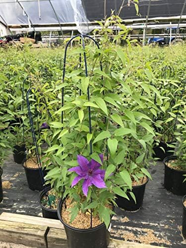 Raymond Evison Clematis - Clematis Edda (Clematis) Perennial, purple flowers with dark red bar, 8`` - Size Container - Image 2