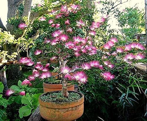 Pink Fairy Dust Tree Seeds - 10 Seeds - Calliandra eriophylla - Prized for Bonsai or Container Growing by CZGrain