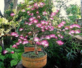 Pink Fairy Dust Tree Seeds - 10 Seeds - Calliandra eriophylla - Prized for Bonsai or Container Growing by CZGrain