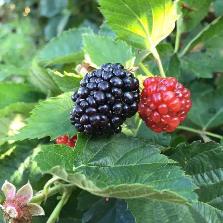 Ouachita BlackBerry Live Plant (5-9" Tall) – Thornless Sweet Berry Bush – Zones 6-9 – Upright Rubus Starter for Patio Containers or Gardens – Disease Resistant & High Yield - Image 5