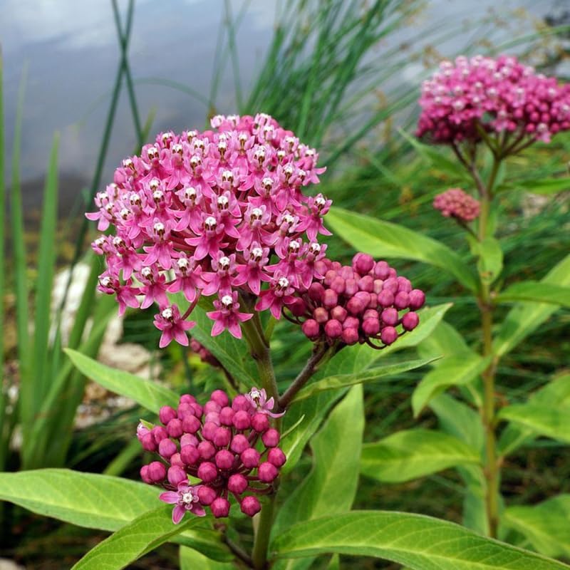 2 Pink Butterfly Milkweed Live Plants, Native Flower Plant, 4-9 Inch Tall - Image 6