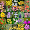Groundio 10000+ All Perennial Wildflower Seeds for Planting,1 OZ 23 Varieties Wildflowers Seed, Non-GMO | Heirloom | USDA Zone 1-10, Butterfly & Hummingbird Attract by Groundio