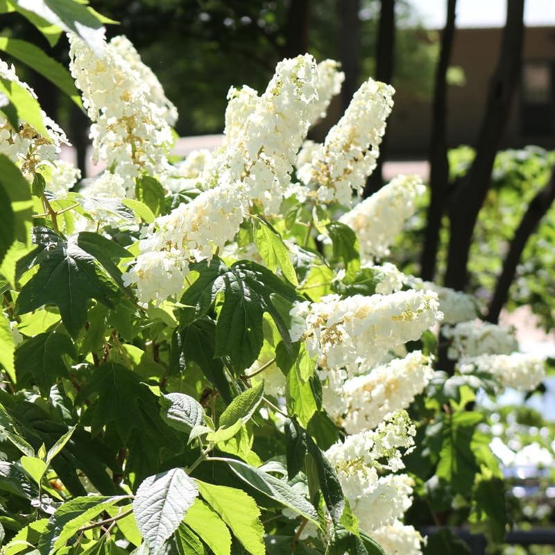 White Hydrangea Plant Live, Garden Shrub, 7-12" Tall, in Pot - Image 3