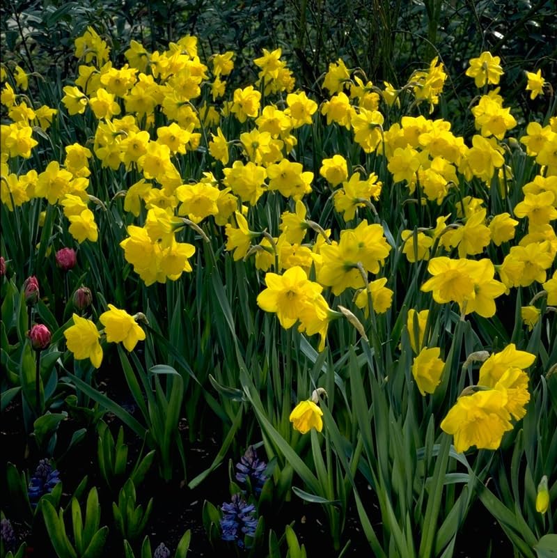 Gigantic Star Daffodil Flower Bulbs - 10 Bulbs per Pack - Vanilla Fragrance - Deer Resistant - Good as Cut Flowers - Good for Indoor Forcing - Grows Well in Containers - Naturalizing - Perennializing - Image 2