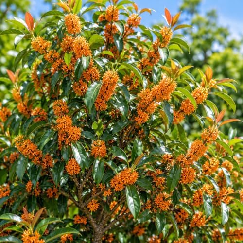 Orange Sweet Olive Shrub/Tree - 14-20" Tall Live Plant - Gallon Pot - Image 6