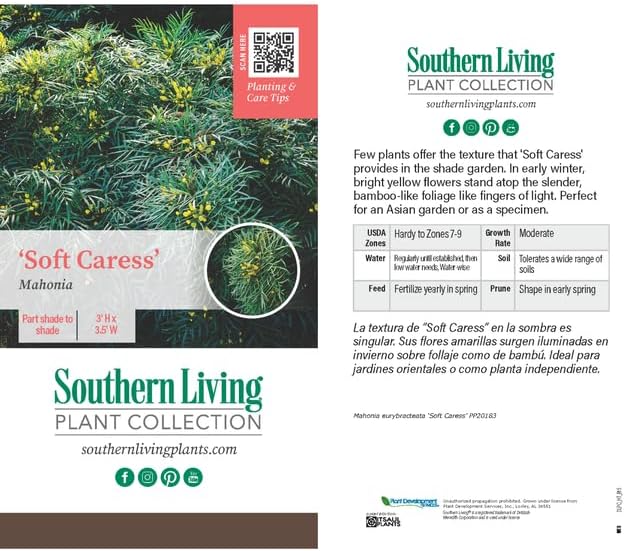 Southern Living Soft Caress Mahonia,1-Gallon Evergreen Flowering Shrub, 3-4 ft Tall and Wide, Yellow Blooms - Image 2