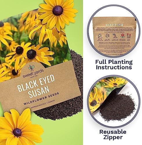 Black Eyed Susan Seeds – Extra Large Packet – Over 100,000 Open Pollinated Non-GMO Wildflower Seeds – Rudbeckia hirta - Image 5