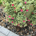 Baby Sun Rose Live Plants, Aptenia Cordifolia, Ground Cover Succulent, Easy Care Indoor Outdoor, 2 Pack by Unknown