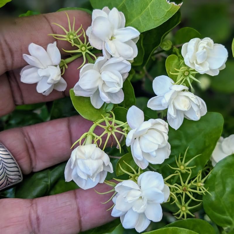 2 Maid of Orleans Arabian Jasmine Plants, Indoor Outdoor Flower, 4-9 Inches - Image 5