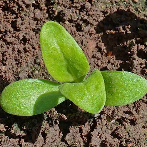 Seed Needs Flower Seeds to Plant Pink Surprise Calendula - Bulk Pack - Image 4