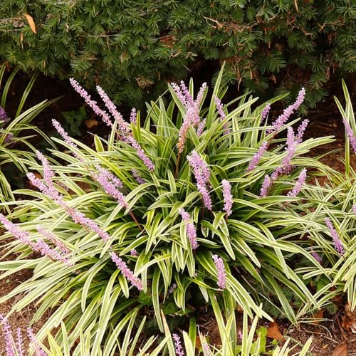 Variegated Liriope 'Lily Turf' (2.5 Quart) Semi-Evergreen to Evergreen Groundcover Perennial - Full Sun to Part Sun Live Outdoor Plant - Image 3