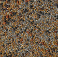 No-Till Cover Crop 13-Seed Mix (1 lb. Bag): [50% Clovers Plus Fenugreek, Vetch, Flax, Cowpeas, Buckwheat, Forage Peas, Millet, Lentils, Crimson Clover, Sweet Yellow, White Clover, Medium Red Clover] by Cannaisseur
