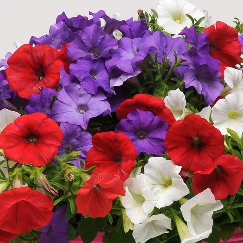 Eden Brothers Petunia Seeds - Easy Wave The Flag Mix - Image 2