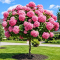 Pink Hydrangea Live Plant, Hydrangea Tree Shrub in Pot, 6-12 Inc Tall by Unknown