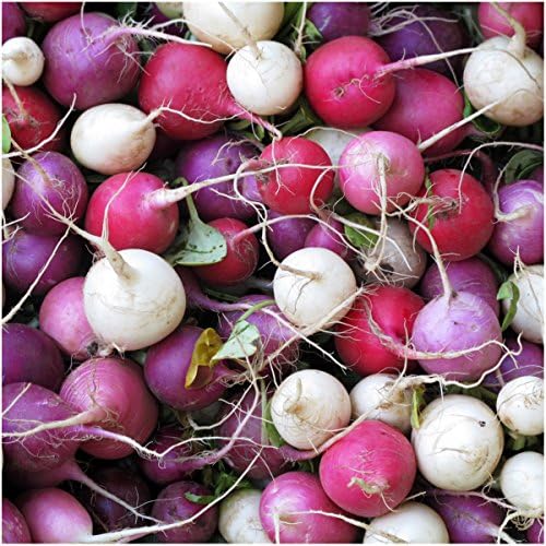Seed Needs Radish Seeds Variety Pack of 6 Non-GMO & Heirloom Root Vegetable - Image 5