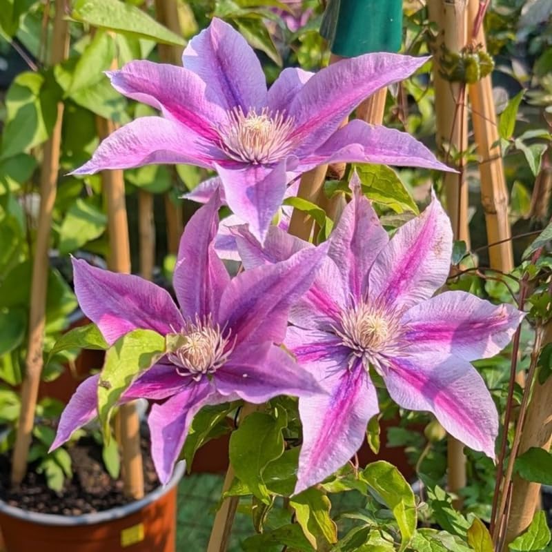 Pink Clematis Live Plant, 2.5" Pot, Fragrant Flowering Vine - Image 4