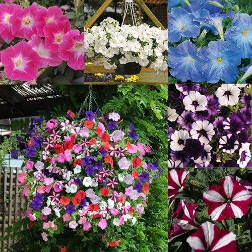300+ Petunia Seeds for Planting-Wave Petunias Seeds-Mexican Petunia Seed Non-GMO Heirloom for Plant Garden Home by MIXRUGBACWATER