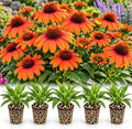 3 Orange Coneflower Live Plant Plugs – Echinacea Summer Flowering Perennial by CZGrain