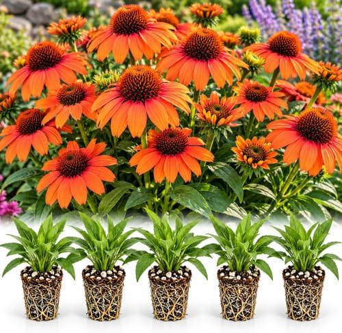 10 Orange Coneflower Live Plugs – Echinacea Summer Flowering Perennial by CZGrain