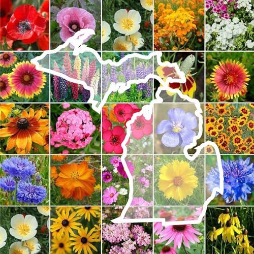 Eden Brothers Michigan Wildflower Mixed Seeds for Planting, 1 oz by EdenBrothers