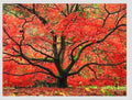 Japanese Red Maple Live Plant – 1-2 Ft Tall Tree in 3 Inch Pot – Outdoor Ornamental Dwarf Red Maple for Landscaping, Patio, Garden or Bonsai Starter – Hardy Deciduous Shade Tree by Japanese+Maples+and+Evergreens