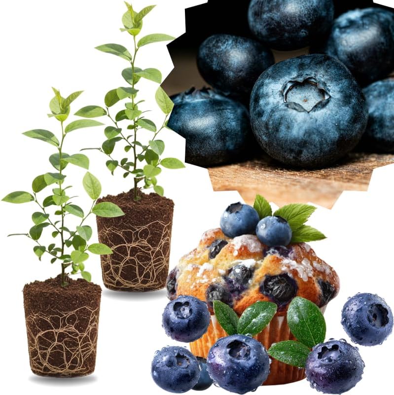 2 Highbush Blueberry Plants Live, Berry Tree Seedling, 4-7 Inch Tall by GardenNurserySince1996