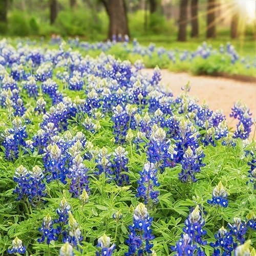 1100+ Texas Bluebonnet Seeds for Planting - Annual Lupinus Texensis, Heirloom Drought-Tolerant Wildflower Seeds Attracts Pollinators - Image 4