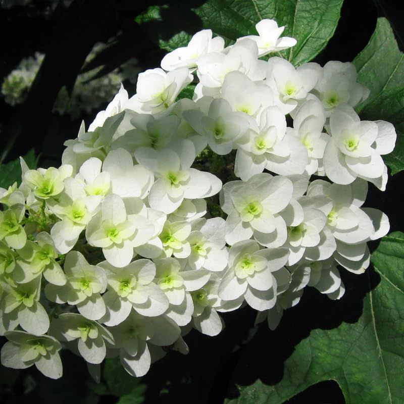 White Hydrangea Plant Live, Garden Shrub, 7-12" Tall, in Pot - Image 6