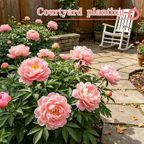 Peony Seeds, Mixed Colors Perennial Garden Flower Fragrant Blooms, 50 Seeds - Image 6