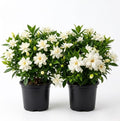2 Frostproof Jasmine Live Plants 4-6 Inch Tall, Sweet Fragrant White Blooms Jasmine Vine Plants for Home Garden by Unknown