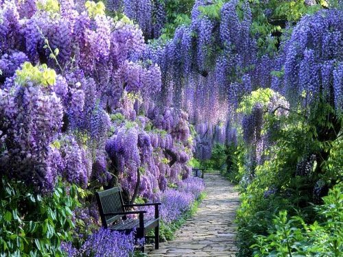 Blue Moon Wisteria Vine - Massive Foot Long Fragrant Flowers - Attract Hummingbirds - 2 - Year Plant by - Japanese Maples and Evergreens - Image 7