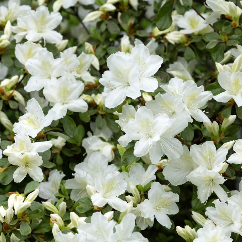 White Azalea Plant in 4" Pot, 8-10" Tall, Azalea Bush Rhododendron - Image 6