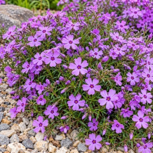 2 Purple Beauty Creeping Phlox Ground Covers - Live Plants - 4" Pots - Image 7