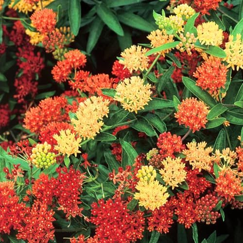 2 Mixed Milkweed Live Plants, Garden Flower Plant, 5-8 Inch Tall - Image 3